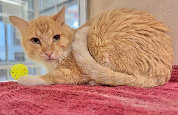 Cat Grooming Supplies