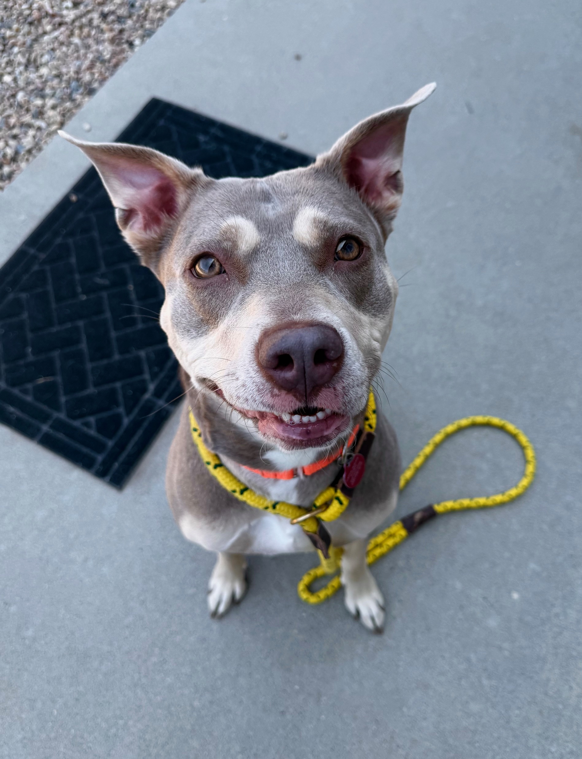 Easy Walk Harness & Leash