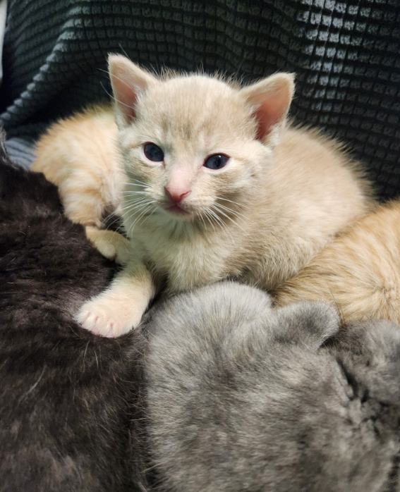 Bottle Feeding Formula & Supplies