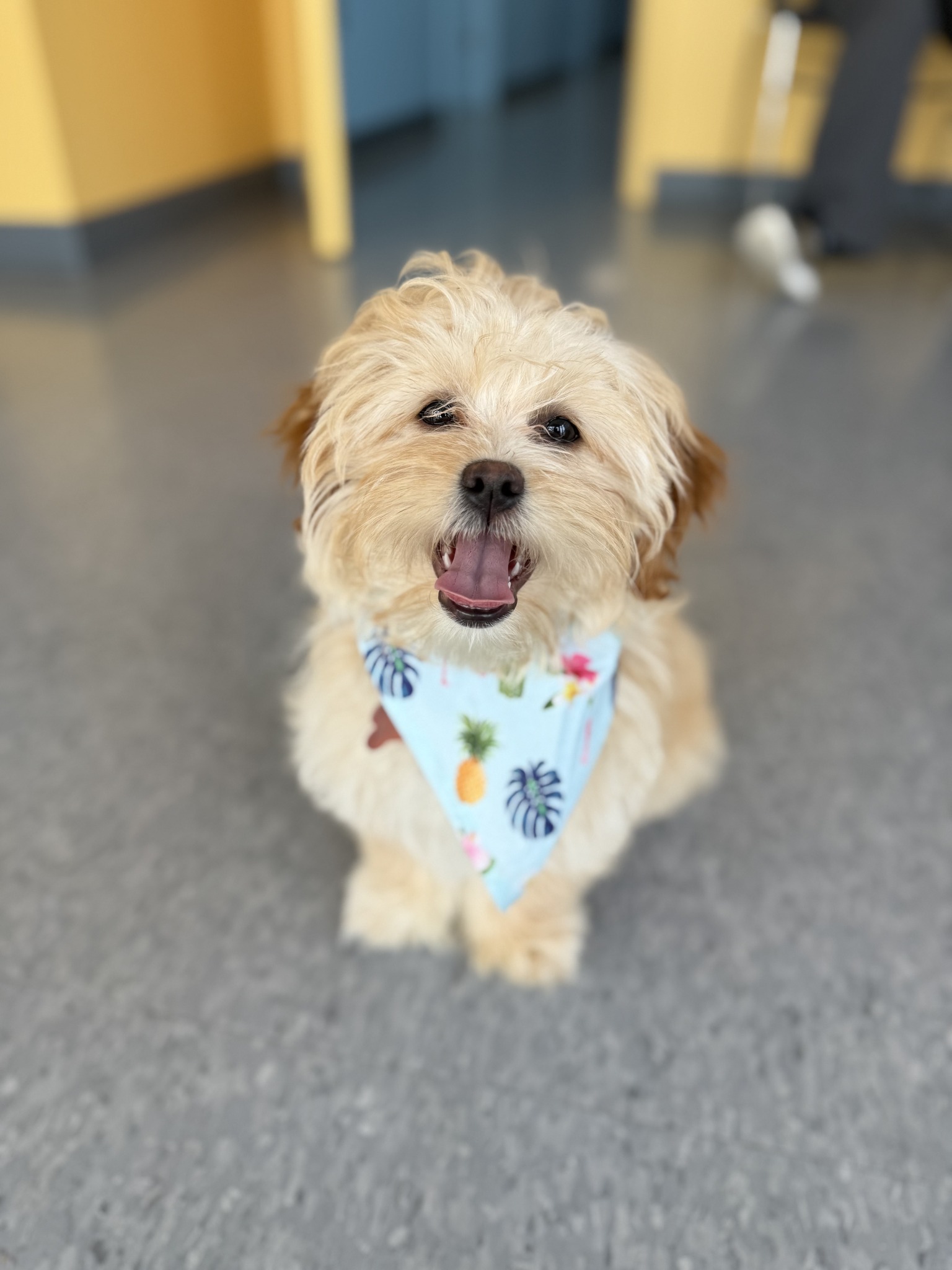 Big Dog Paws Donor (with recognition)