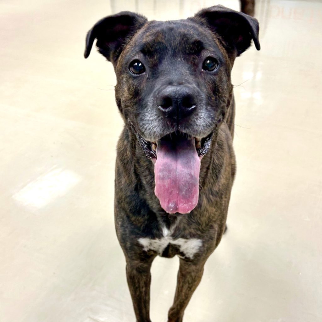 Ronin Please Call 402-473-5377 To Meet