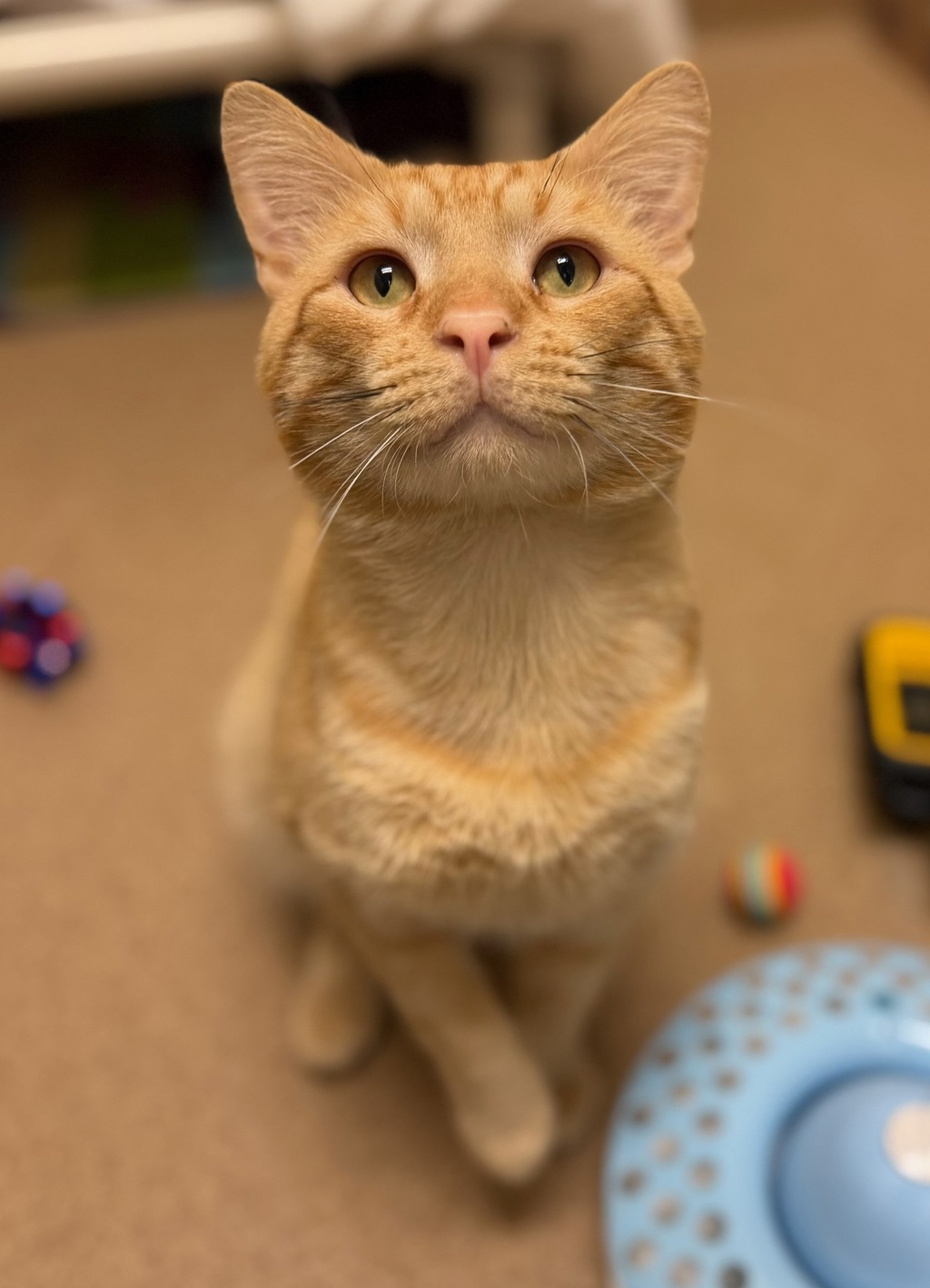Furguson