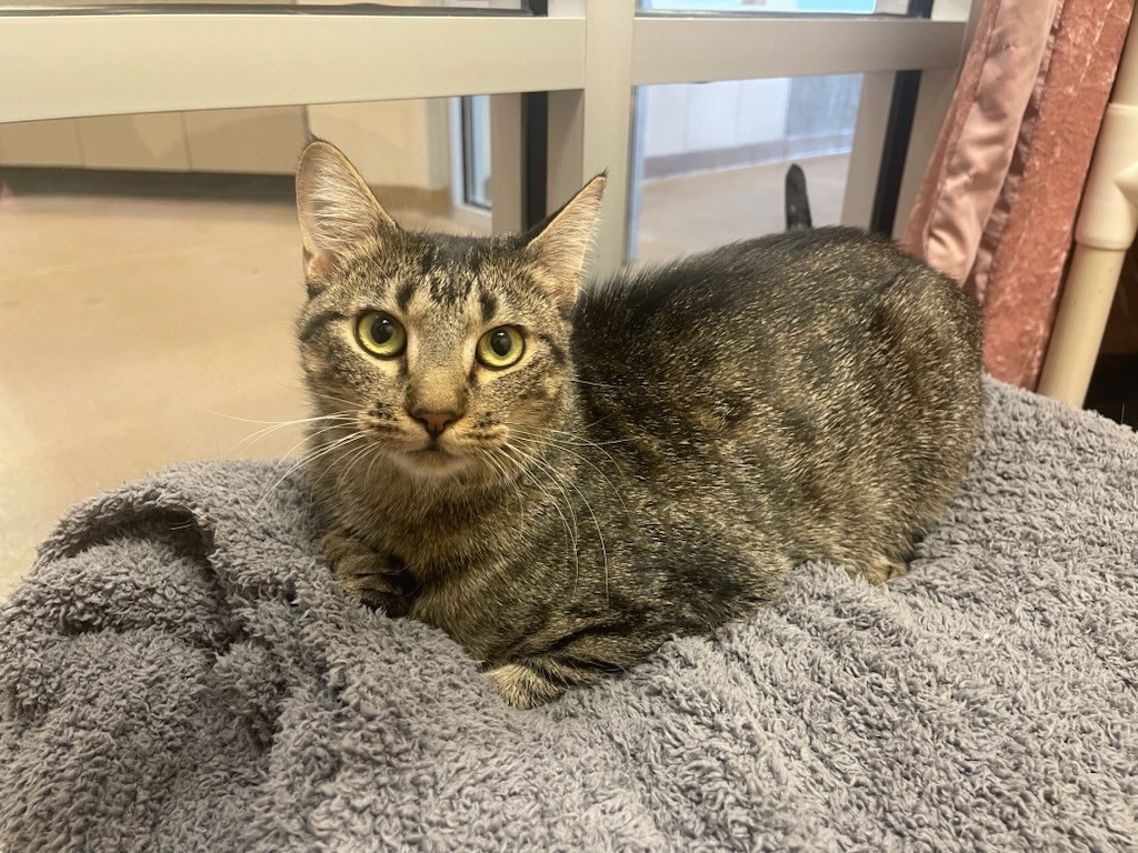 Cici