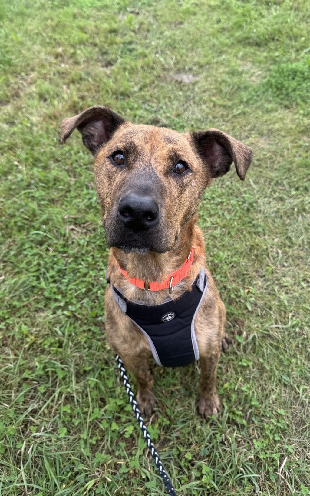 Roscoe 