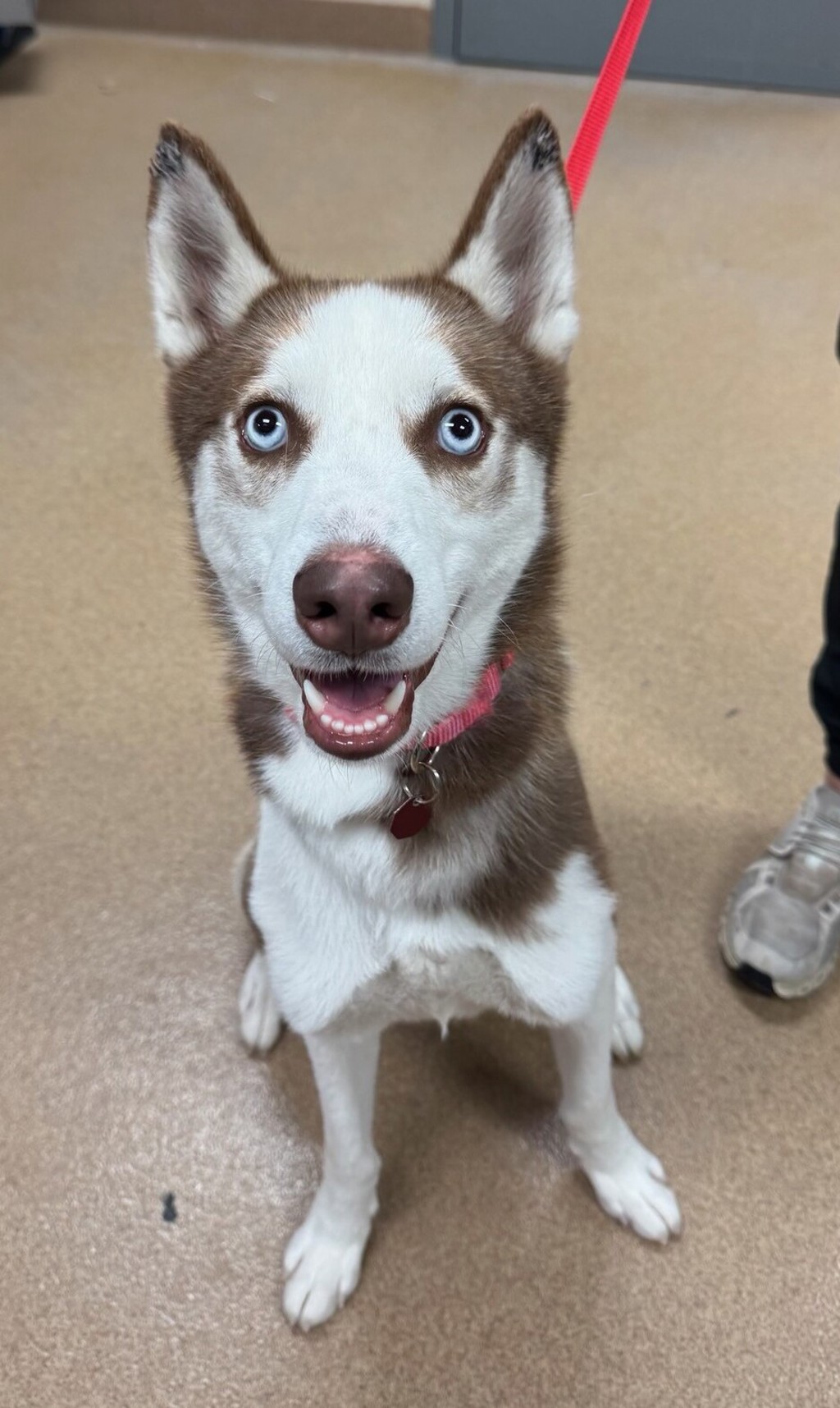 Bishop - Meet Me At Camp Bow Wow!