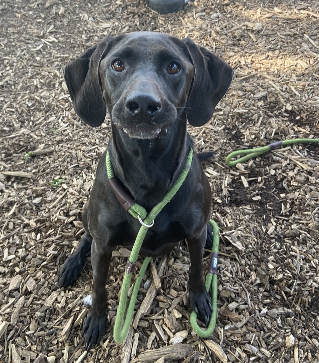 Mocha-Meet Me At Camp Bow Wow!