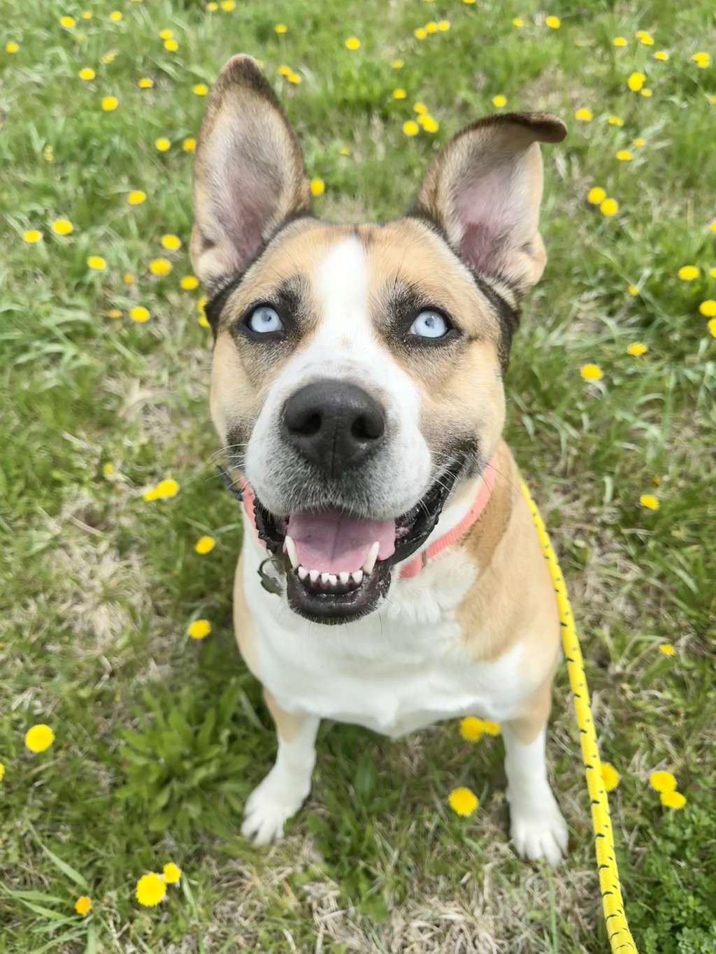 Allie - Meet Me At Camp Bow Wow