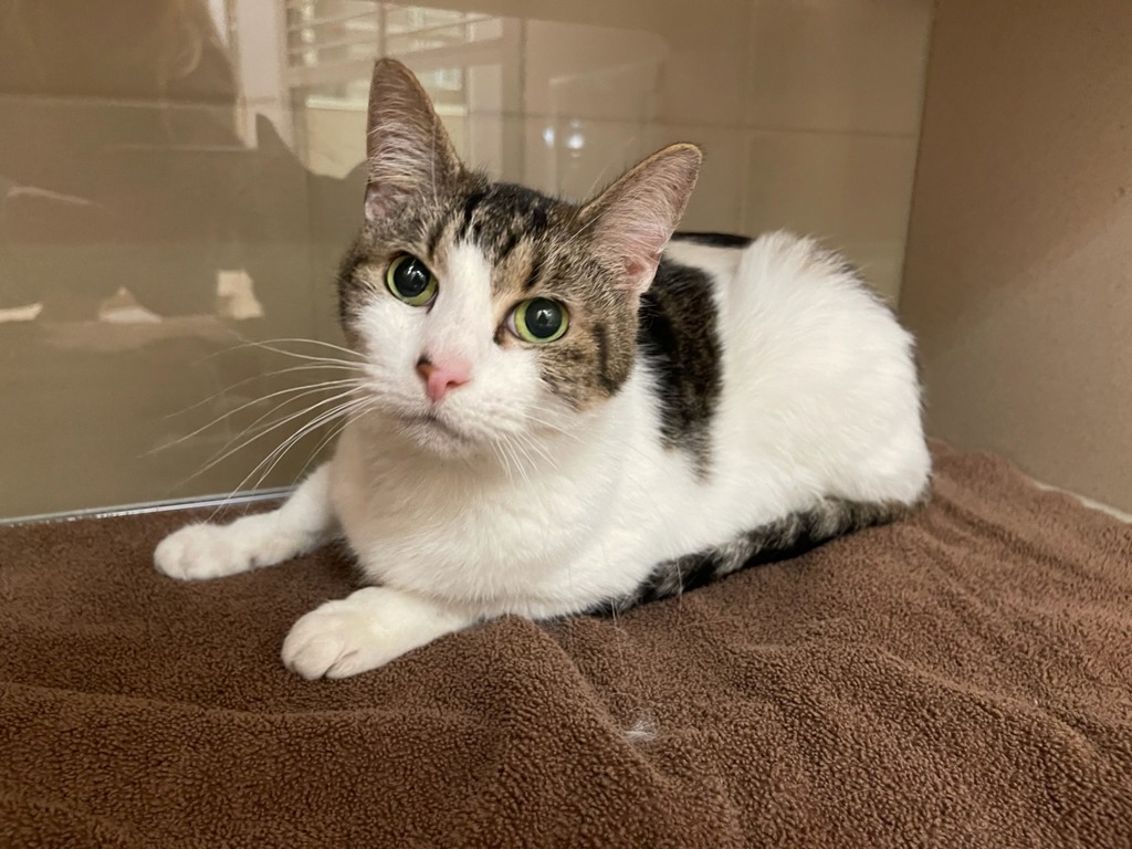 Kiwi - Call 402-473-5377 To Meet!