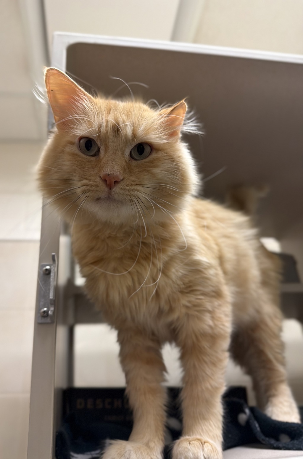 Simba