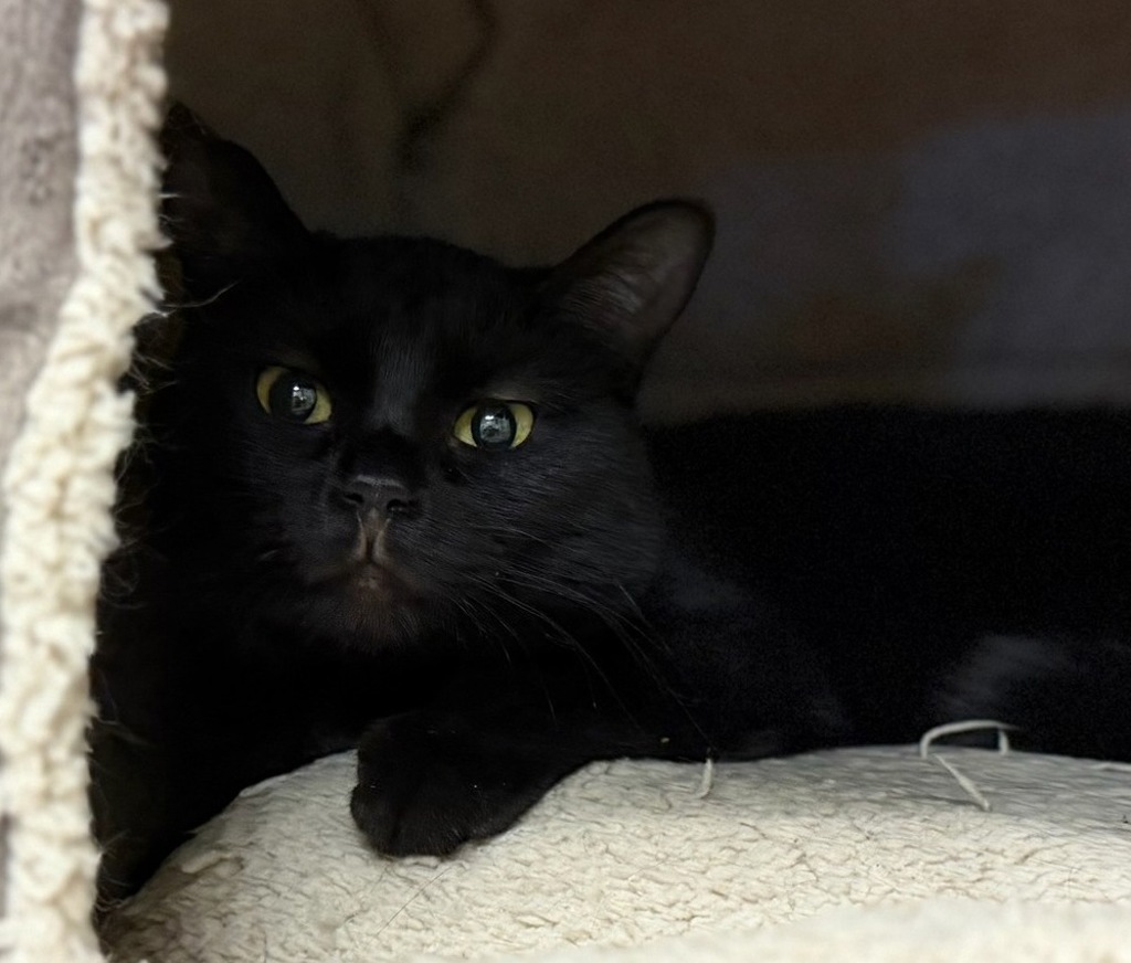 Jiji