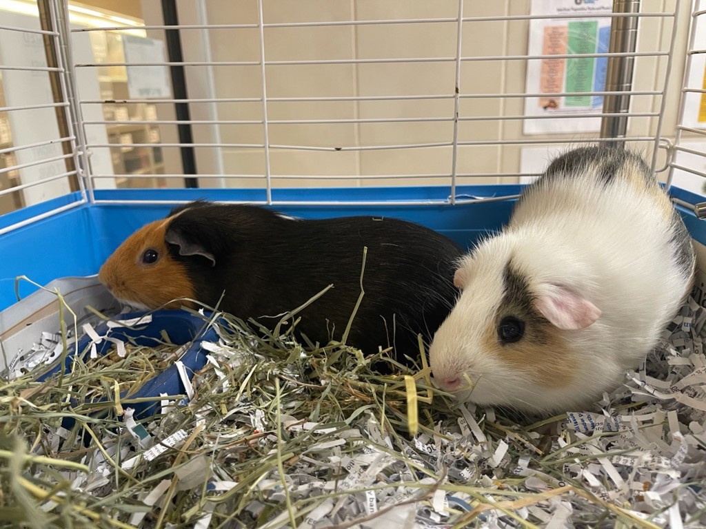 James & Dave (Perfect Pair)