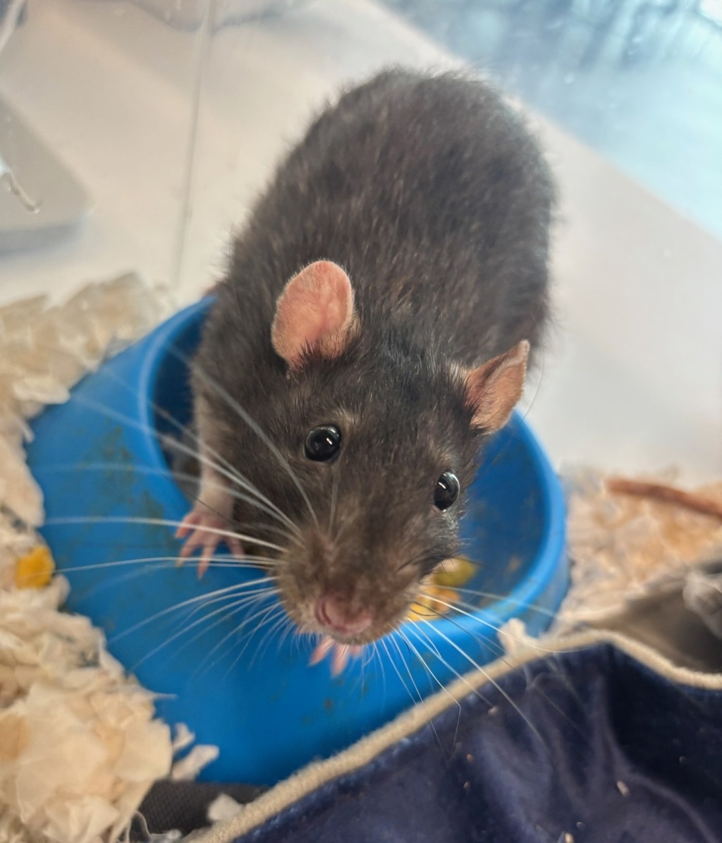 Ratbert