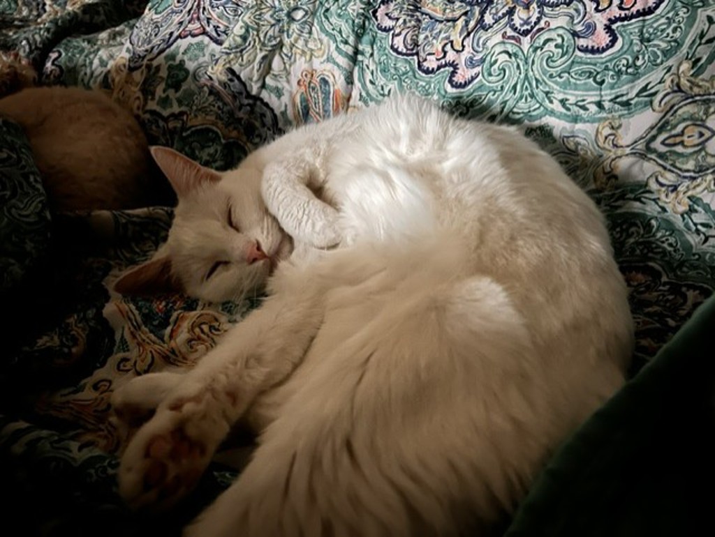 Snowball