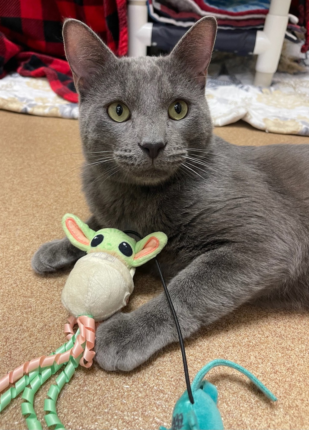 Yoda