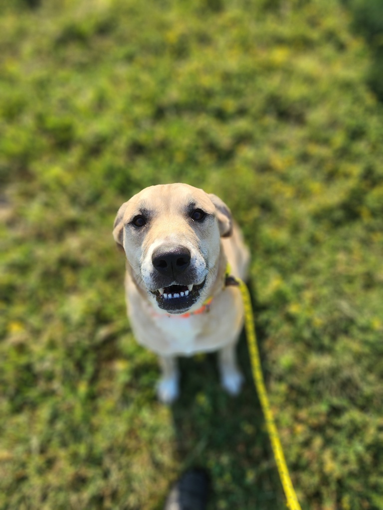 Leilah 