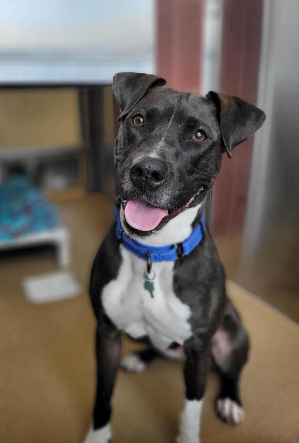 Pepper - Call 402-441-4490 To Meet!