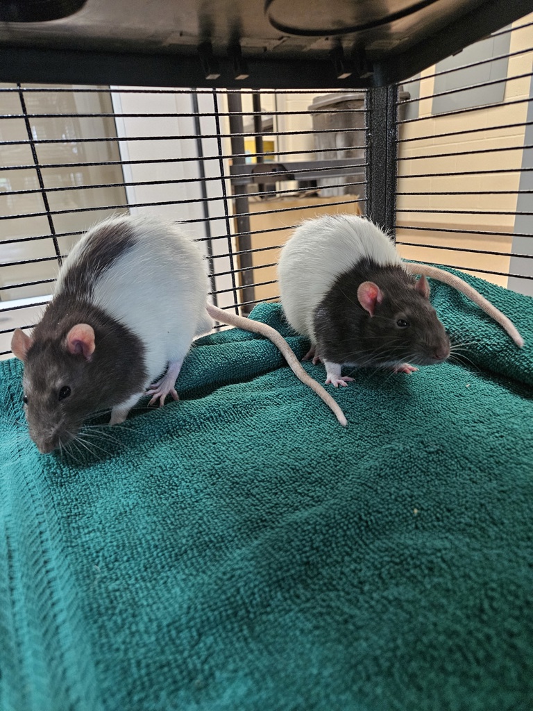 Arugula & Corn (Perfect Pair)