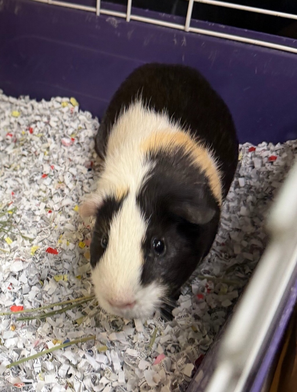 Pip