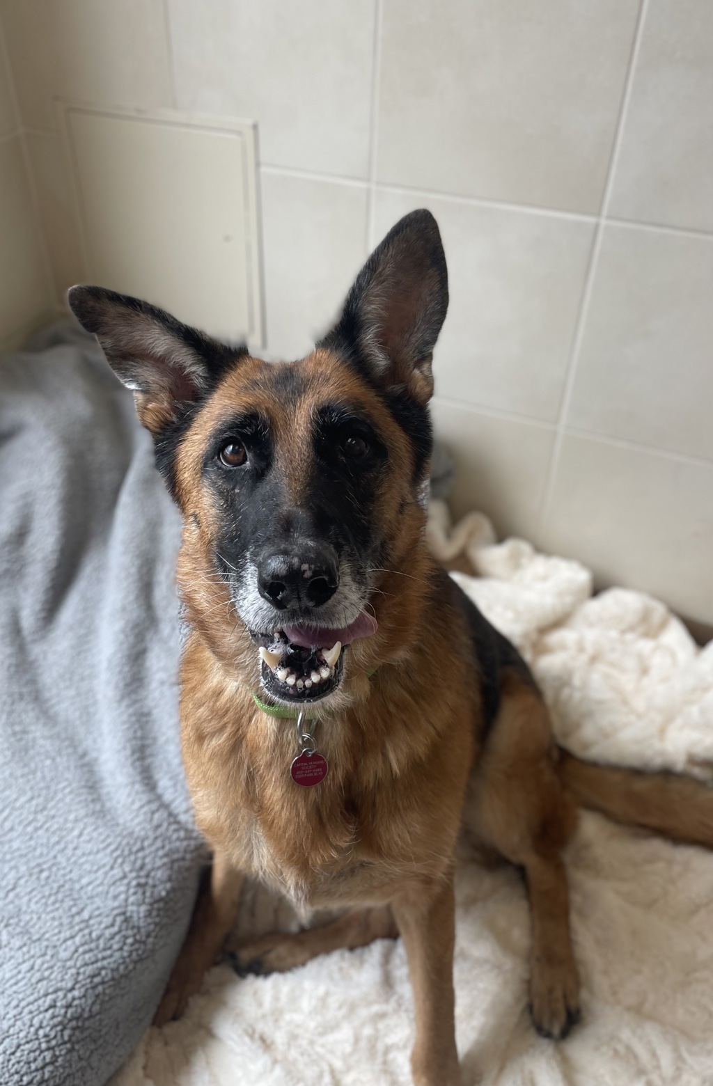 Heidi