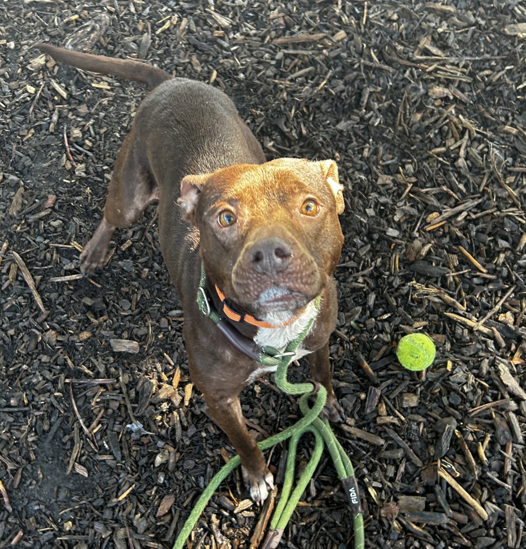 Tootsie