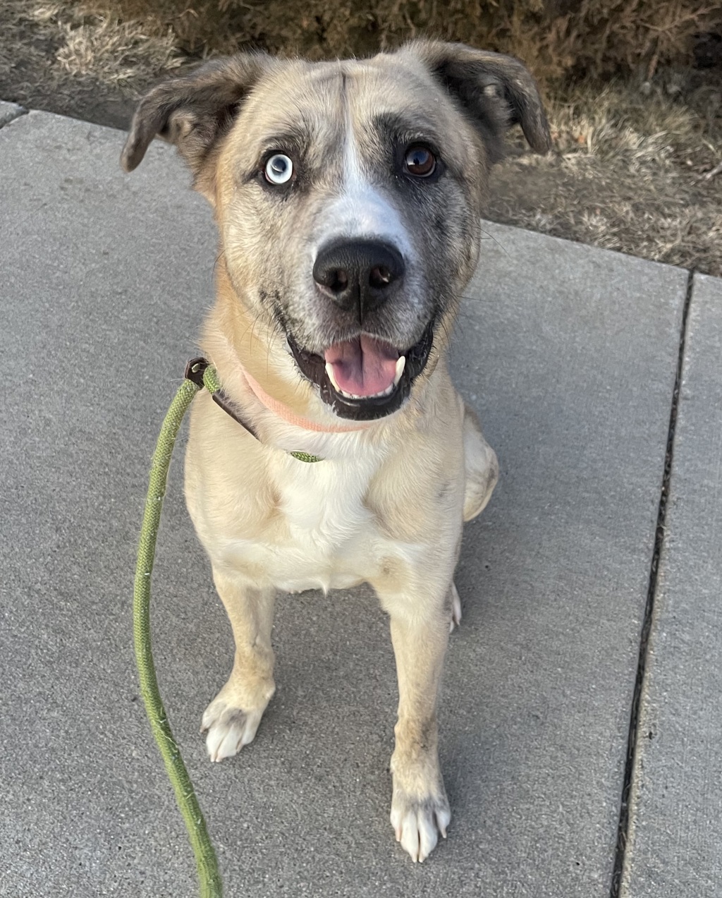 Dex- Call 402-441-4490 To Meet