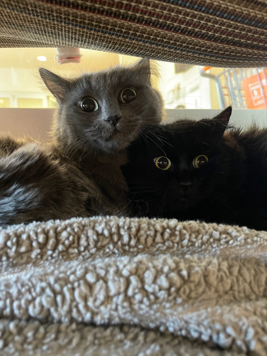 Smokey & Shadow (Perfect Pair)