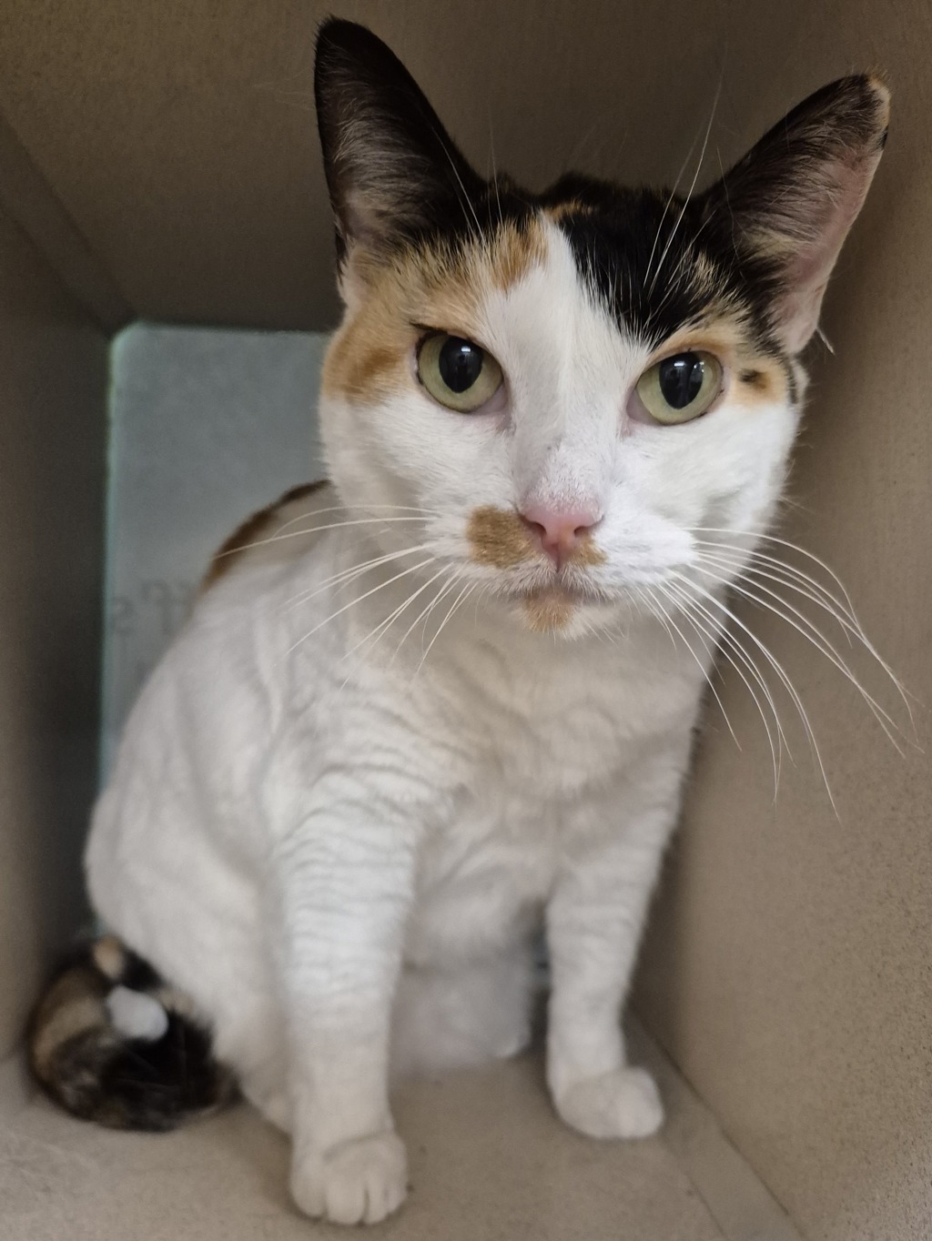 Tiki- Call 402-441-4490 To Meet!