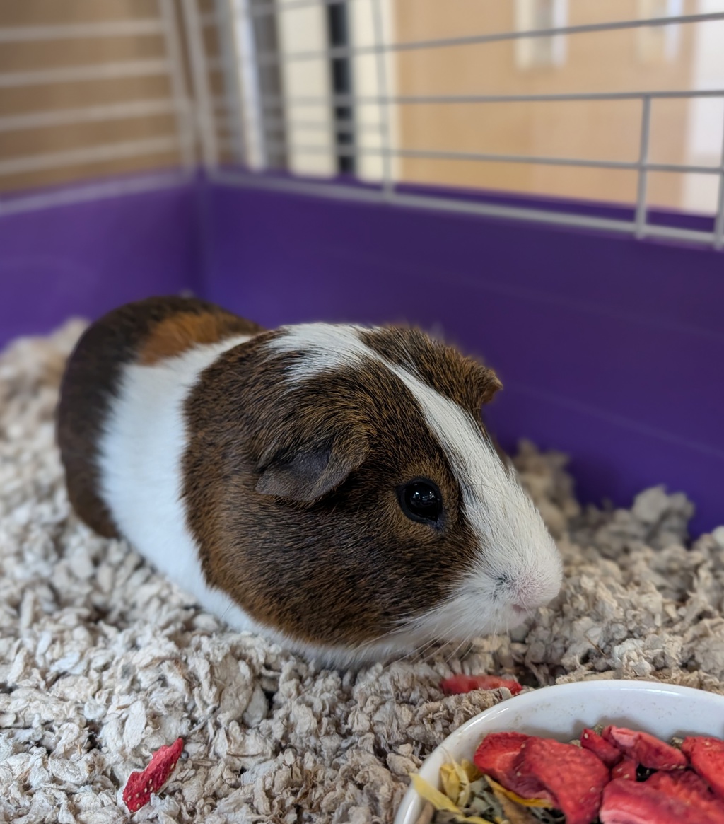 Esteban Julio Ricardo Montoya de la Rosa Ramírez