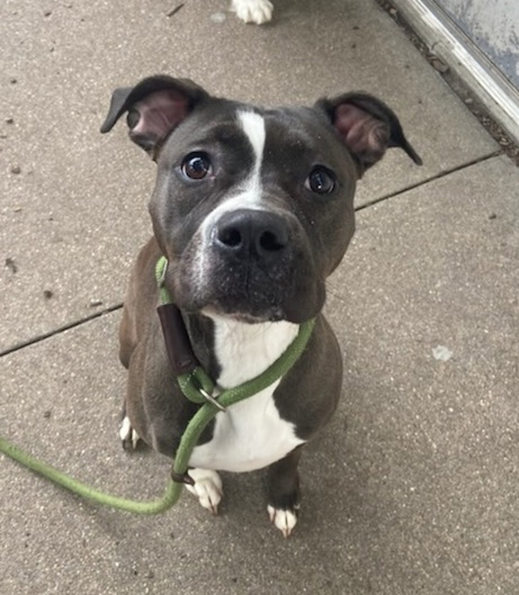 Juno - Call 402-441-4490 To Meet!