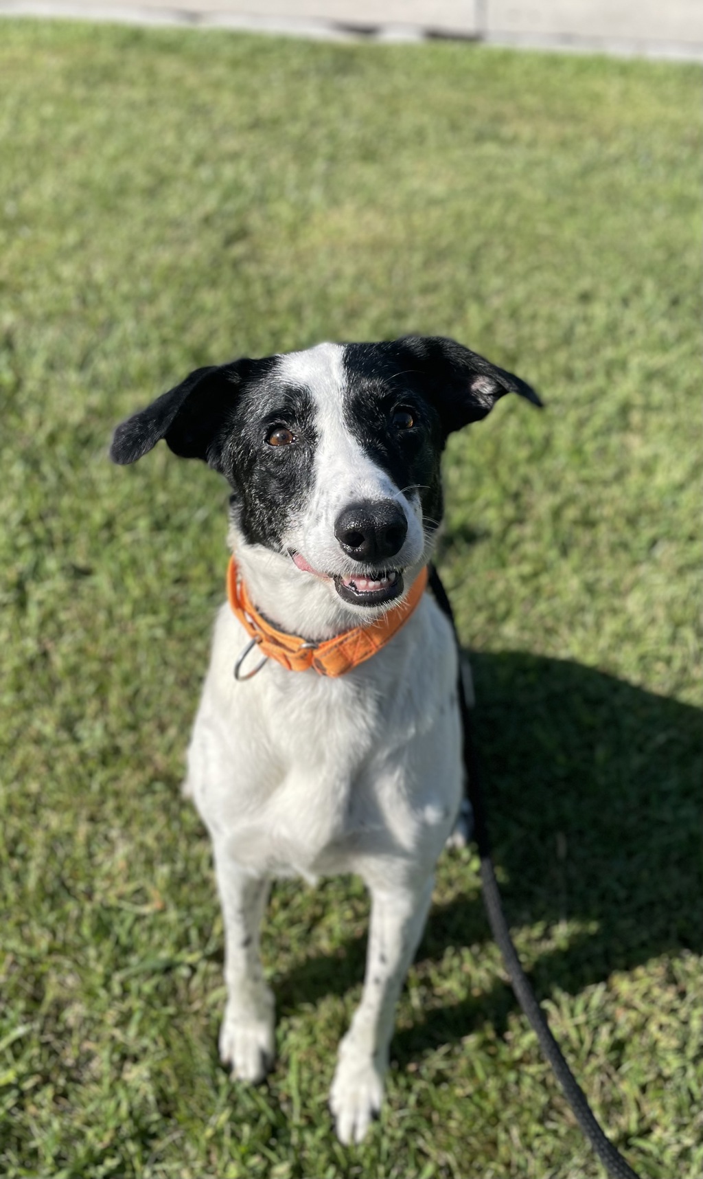 Nali