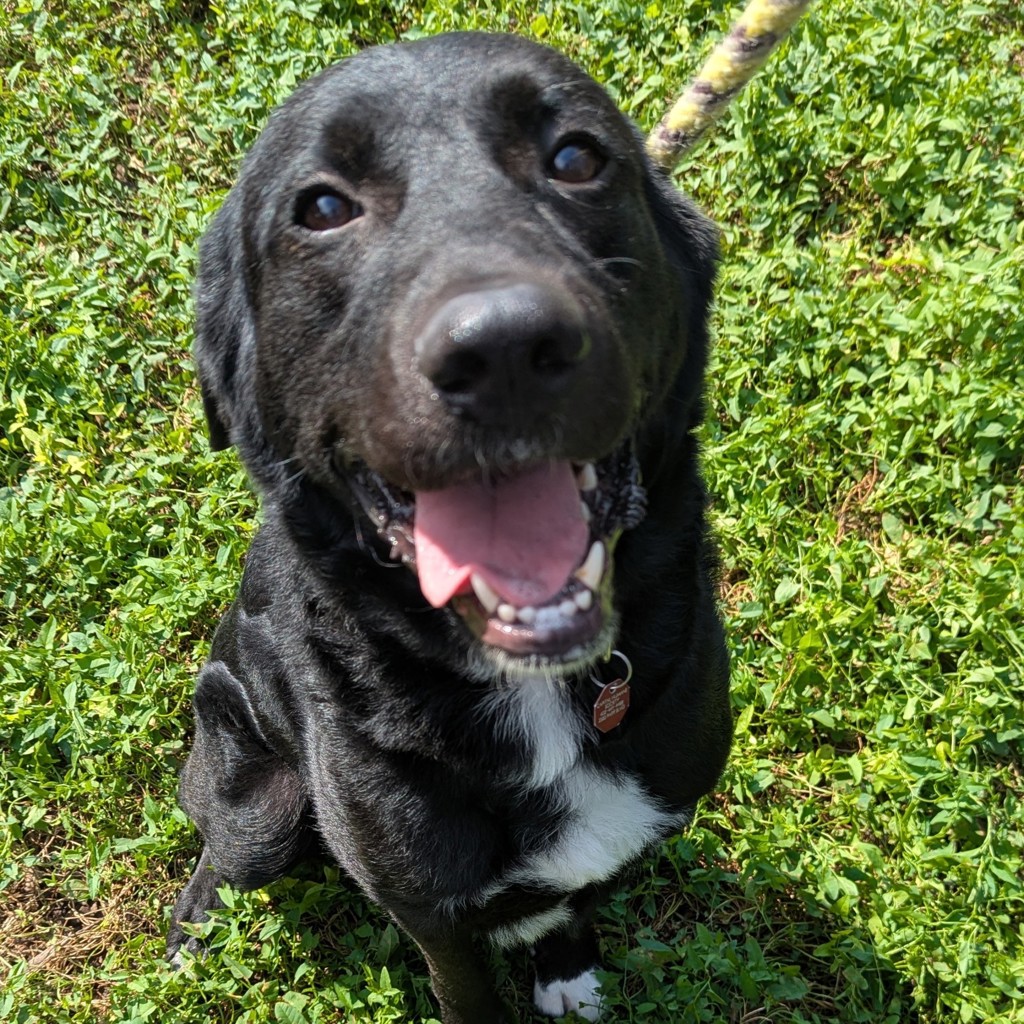 Avalon - Meet Me At Camp Bow Wow!