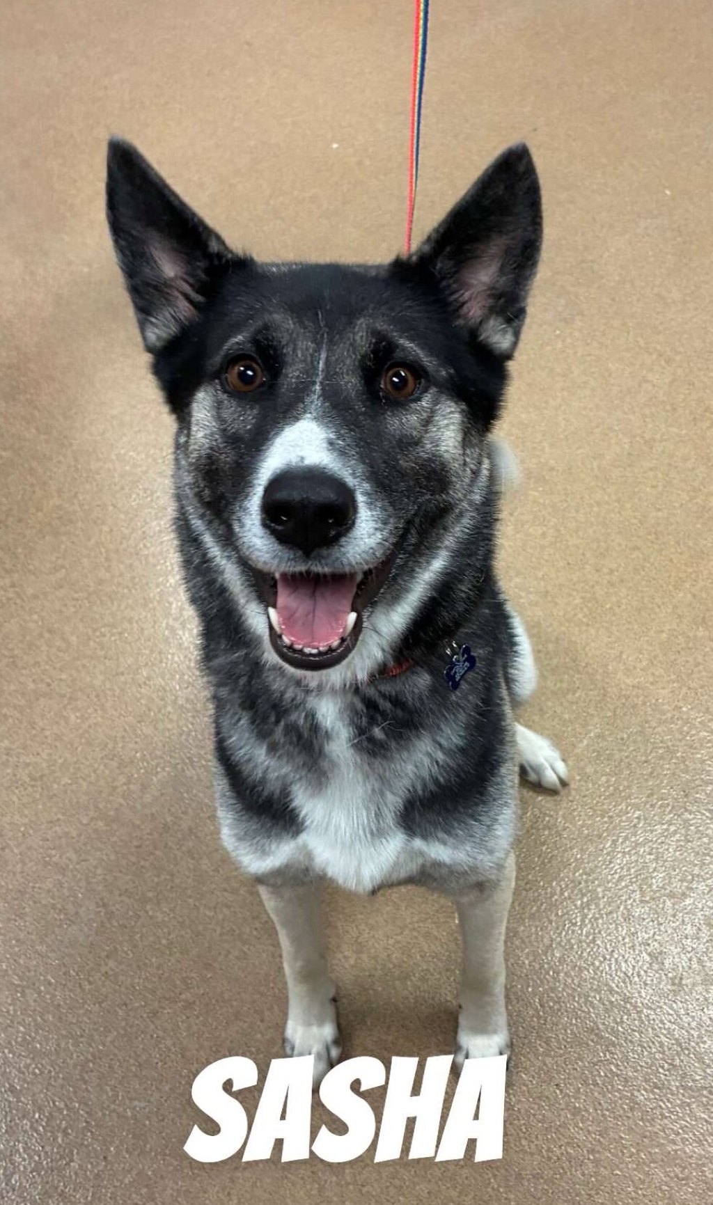 Sasha - Meet Me At Camp Bow Wow!