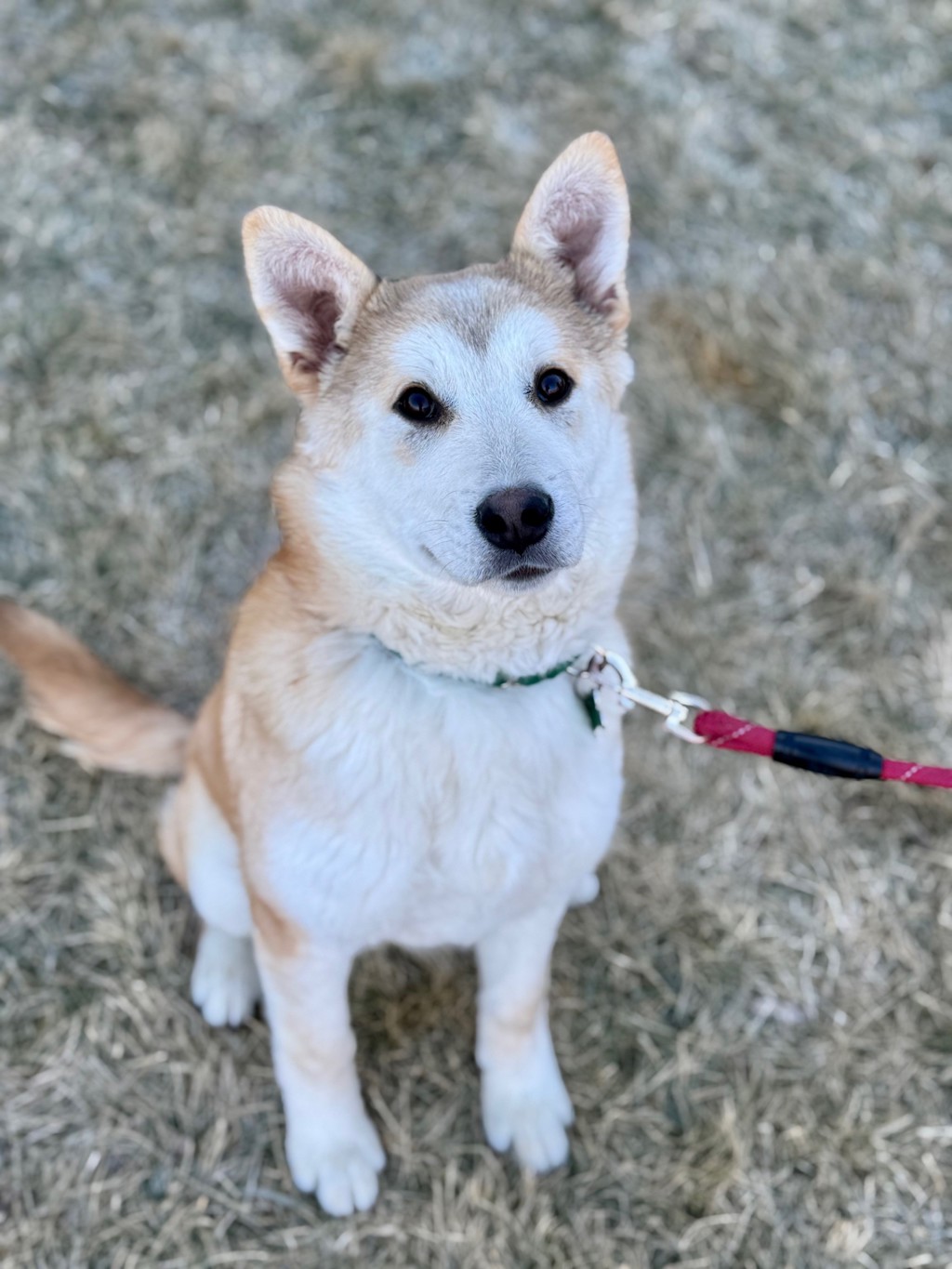 Crumpet- Call 402-473-5377 To Meet