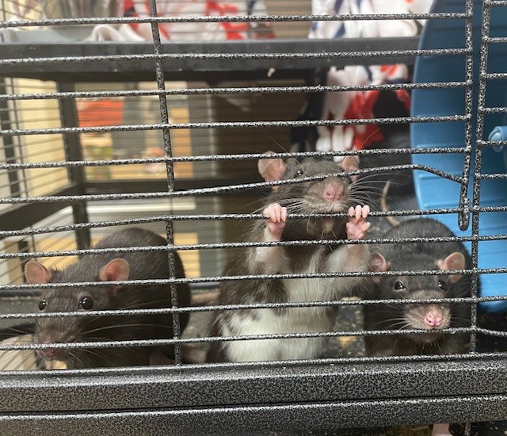 Dolly & Molly (Perfect Pair)