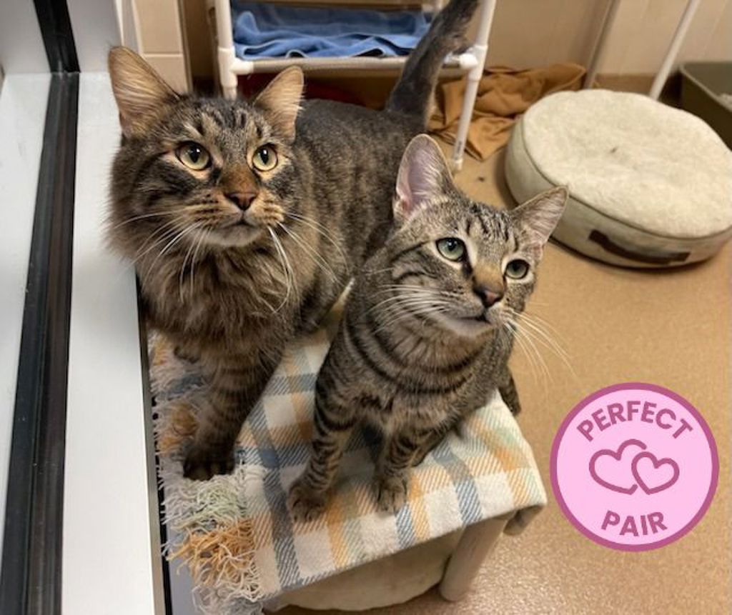 Mickey & Jam (Perfect Pair)