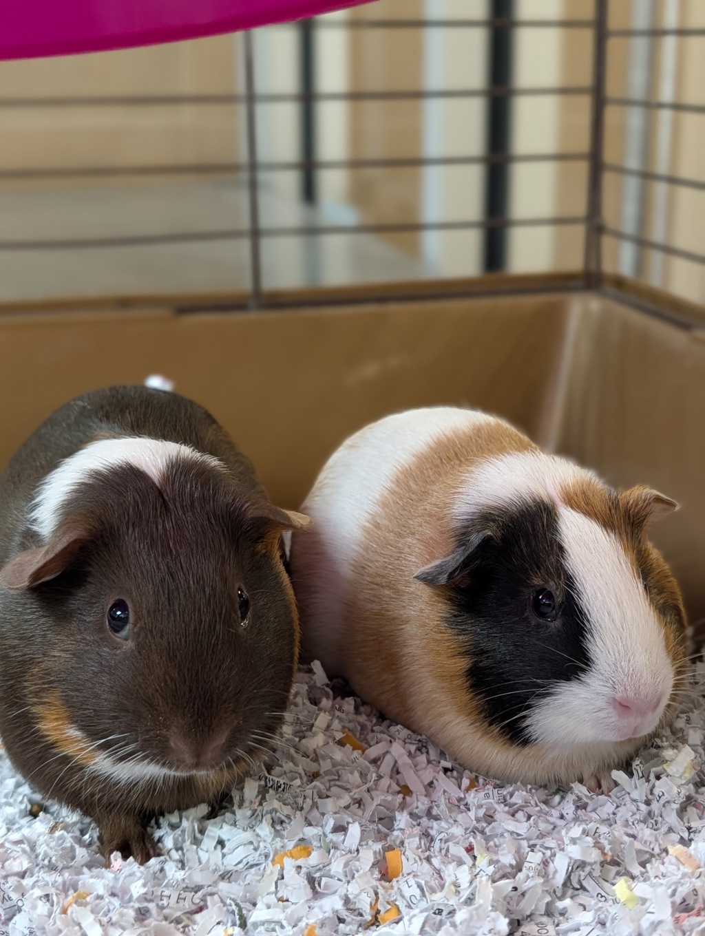 Sunny & Pie (Perfect Pair)