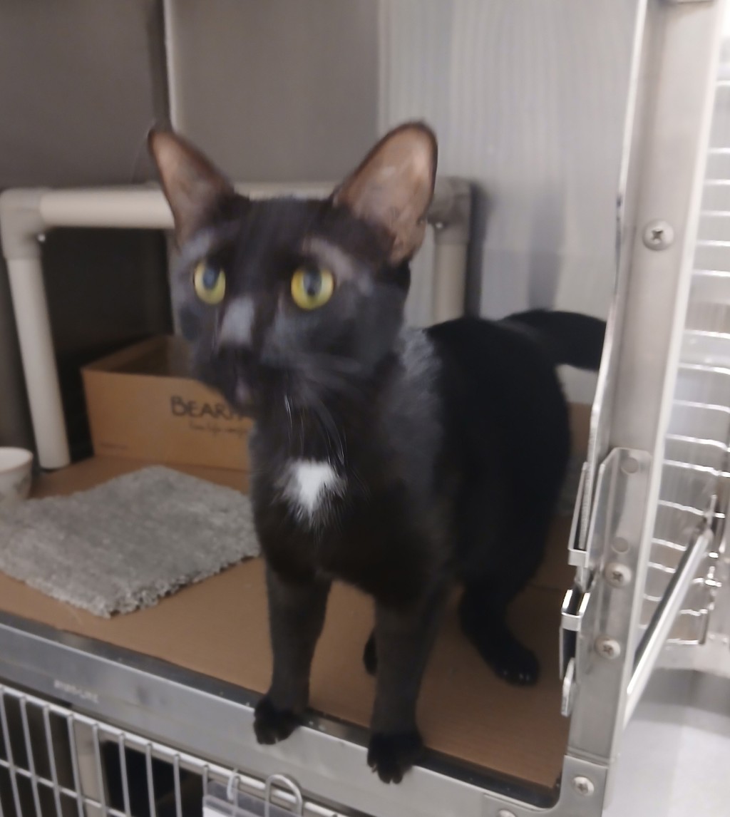 Salem