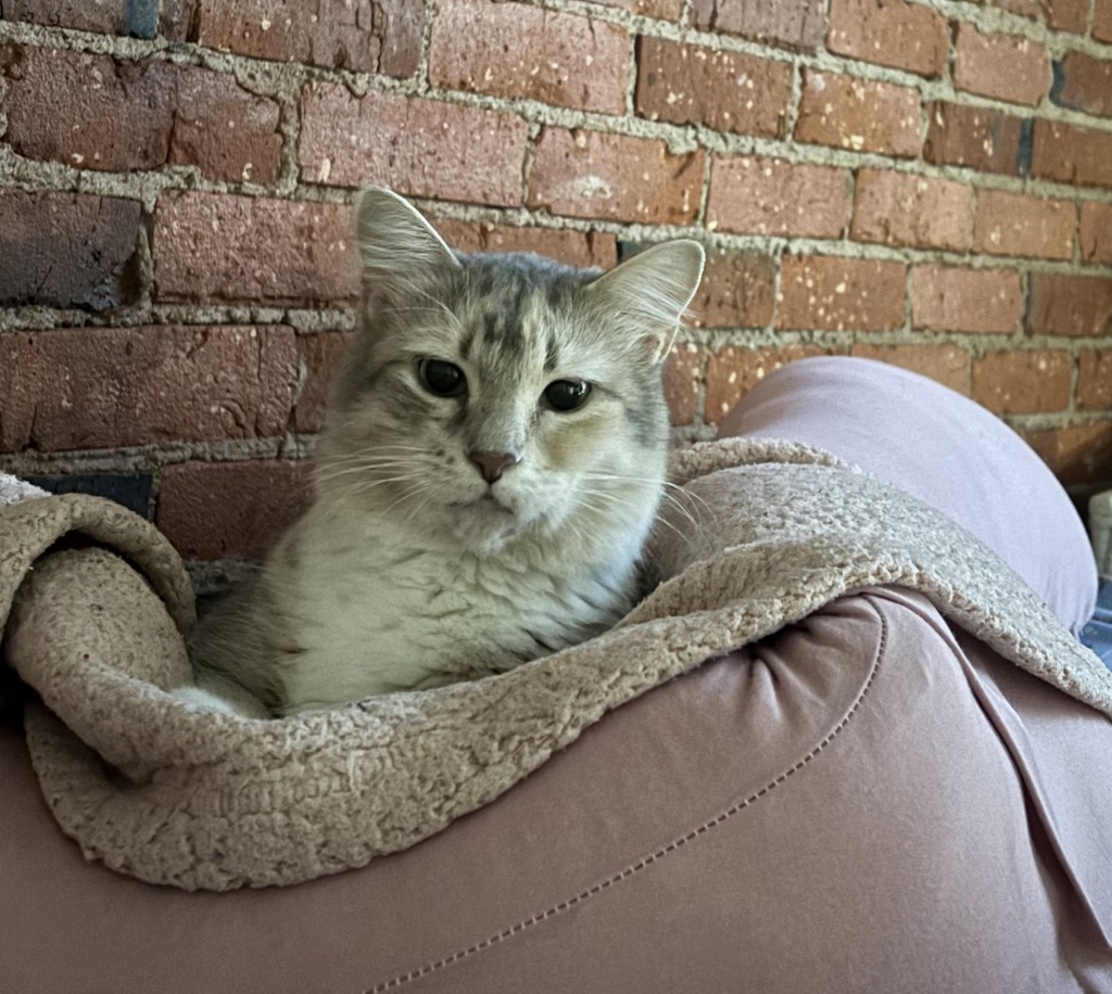 Petunia- Call 402-441-4490 To Meet