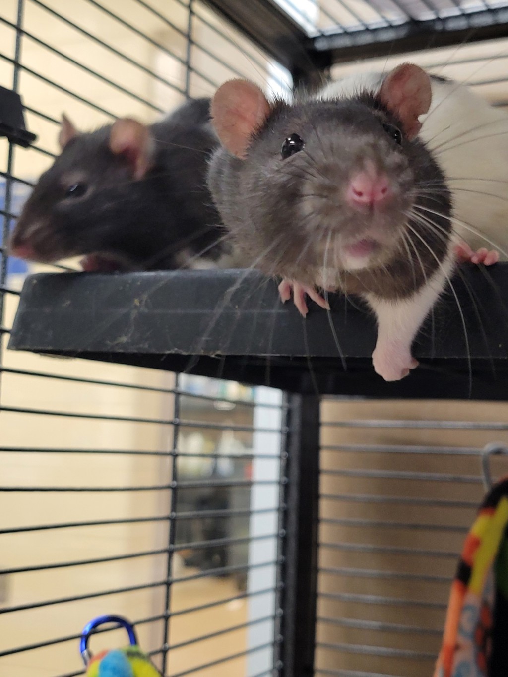 Pear & Papaya (Perfect Pair)