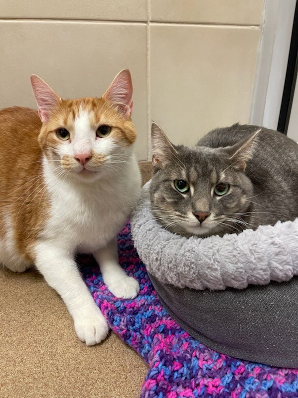 Scottlyn & Houston (Perfect Pair)