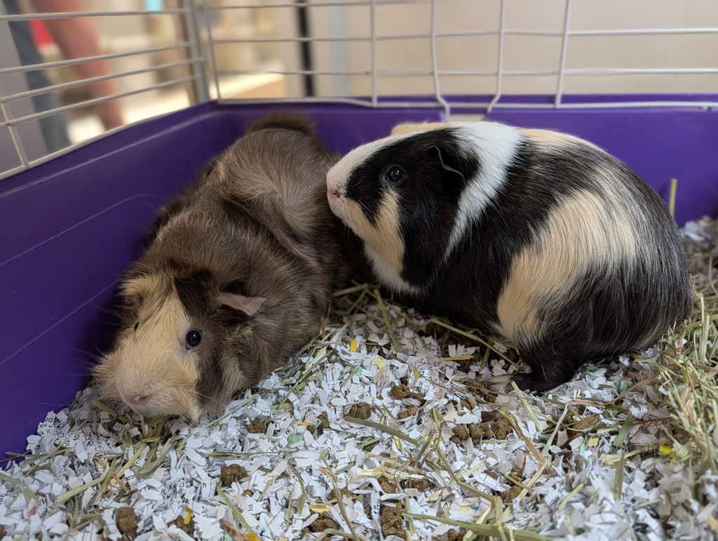 Cookie & Oreo (Perfect Pair)