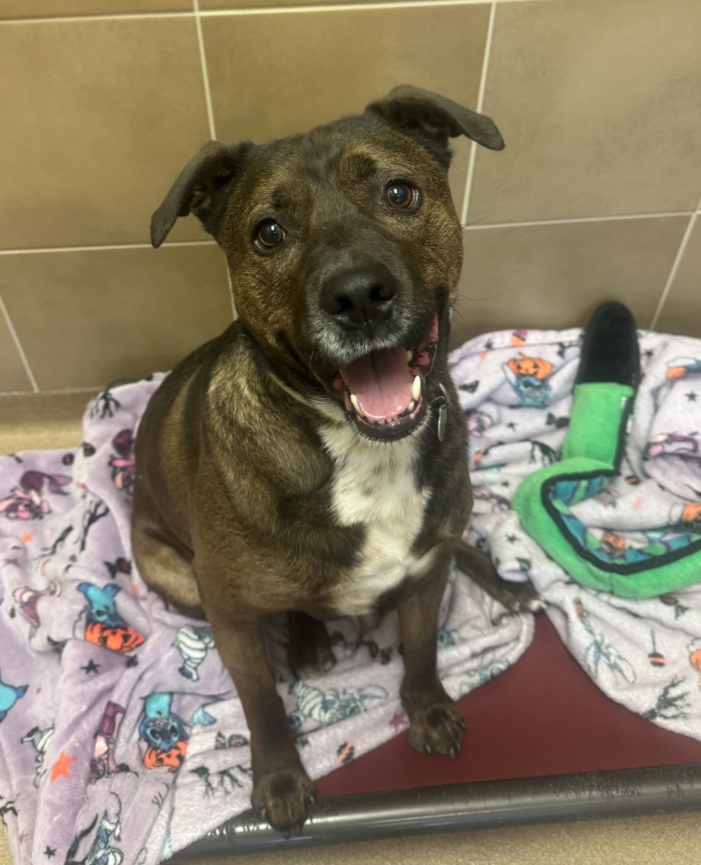 Caboose- Call 402-441-4490 To Meet!