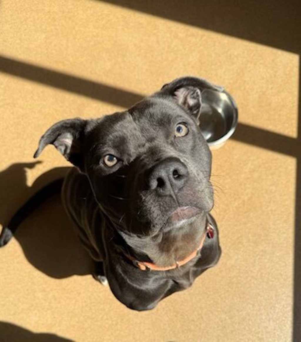 Sprocket - Call 402-473-5377 To Meet!