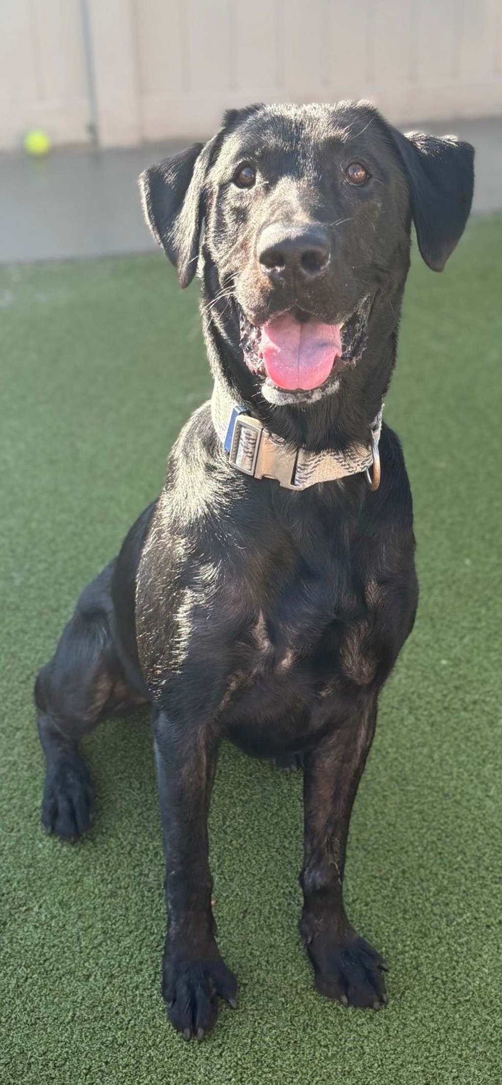 Zeus - Meet Me At Camp Bow Wow!