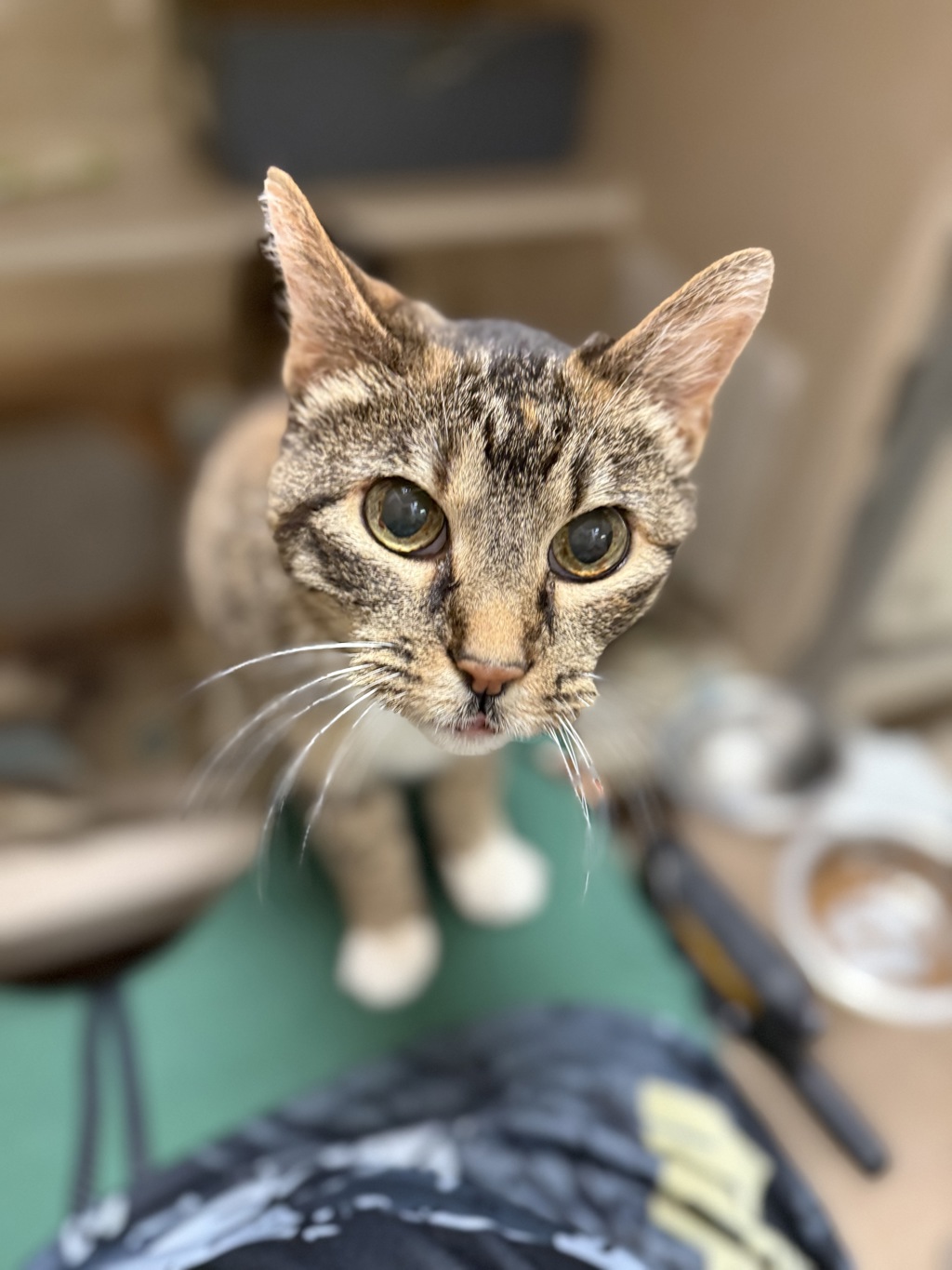 Gigi