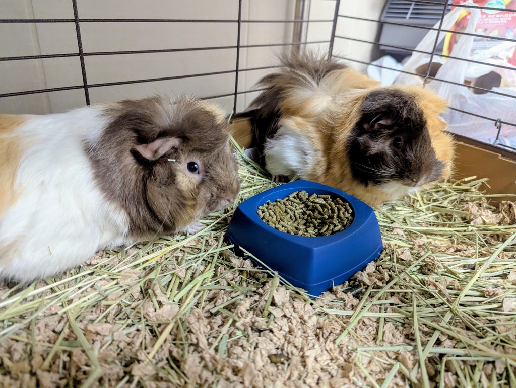 Reeses & Puff (Perfect Pair)