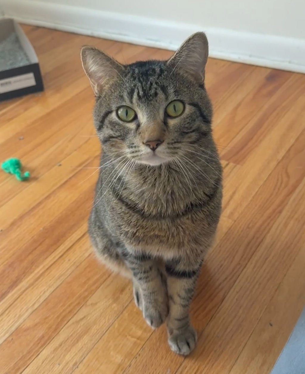 Taz