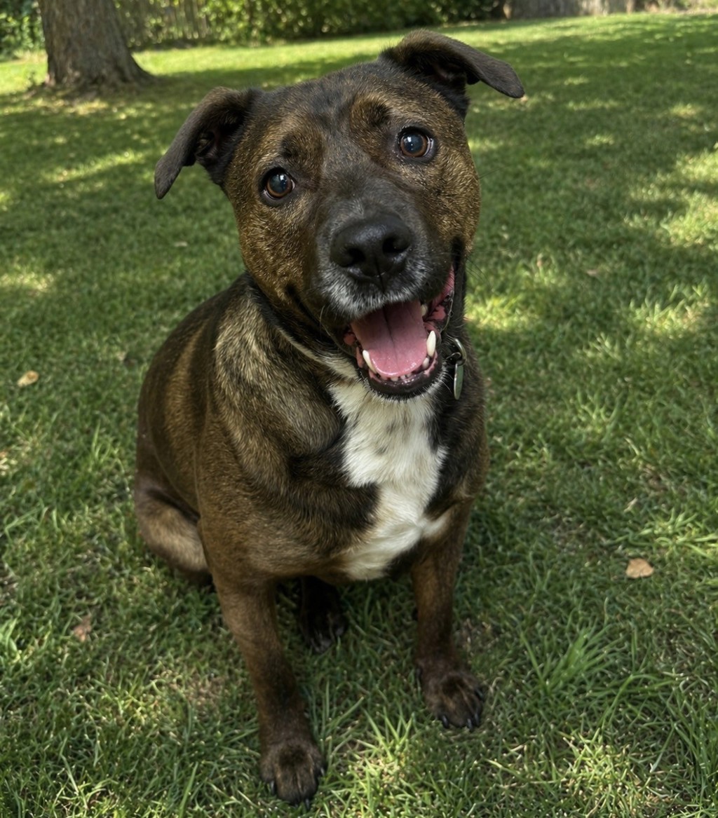 Caboose- Call 402-473-5377 To Meet!