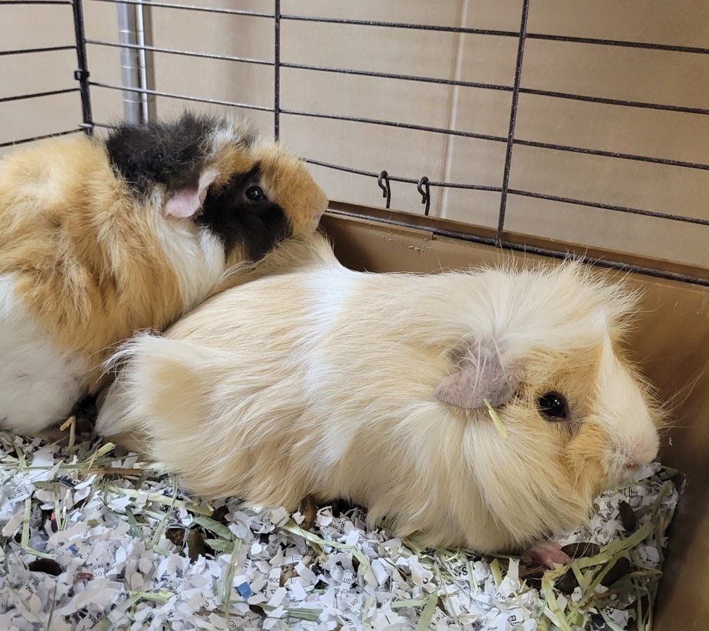 Waffles & Crumbles (Perfect Pair)