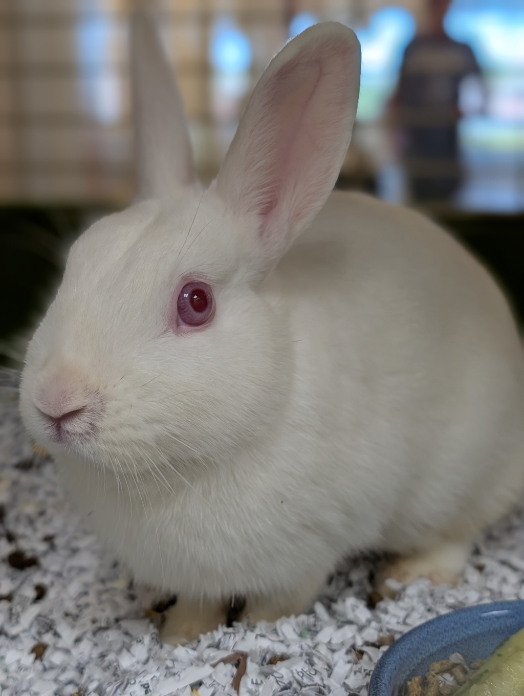 Bunnicula